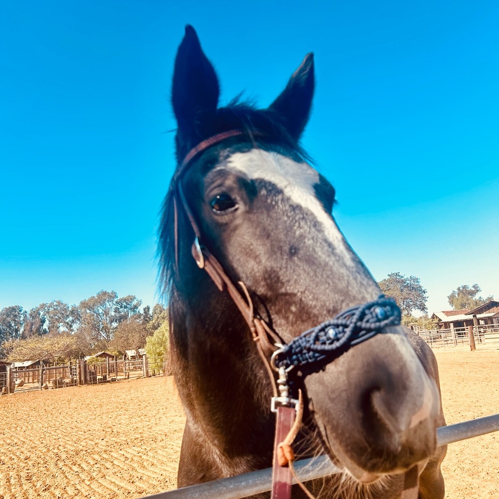 Macrame Horse Side Pull attachment